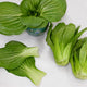 CHING-CHIANG-PAC CHOI