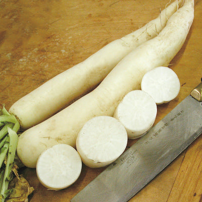 MINOWASE SUMMER CROSS NO. 3 DAIKON-RADISH