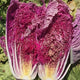 SCARLETTE-CHINESE CABBAGE