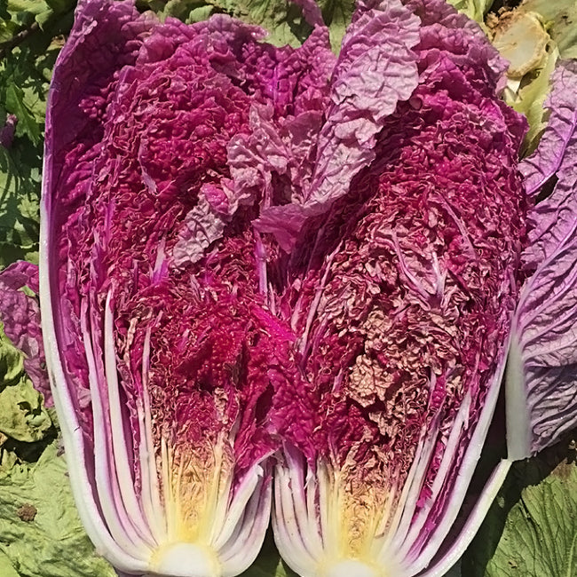 SCARLETTE-CHINESE CABBAGE