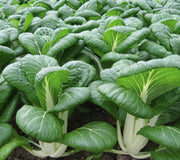 BOPAK-PAC CHOI