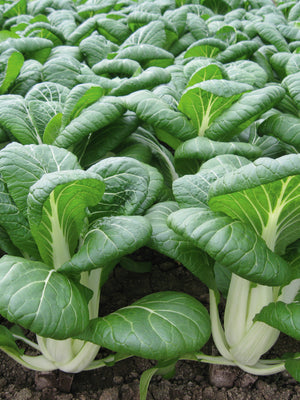 BOPAK-PAC CHOI