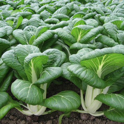 BOPAK-PAC CHOI