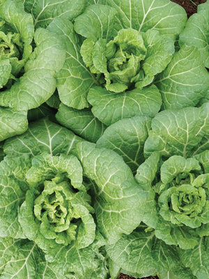 WA WA TSAI-CHINESE CABBAGE