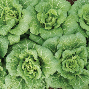 WA WA TSAI-CHINESE CABBAGE