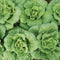 WA WA TSAI-CHINESE CABBAGE