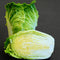 WA WA TSAI-CHINESE CABBAGE
