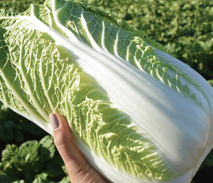 EMIKO-CHINESE CABBAGE