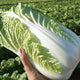 EMIKO-CHINESE CABBAGE