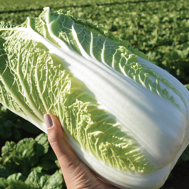 EMIKO-CHINESE CABBAGE