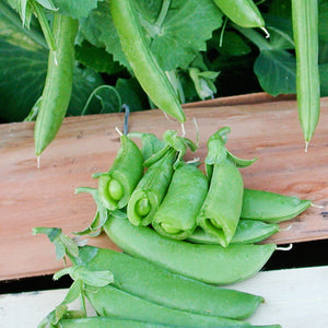 CASCADIA-PEA