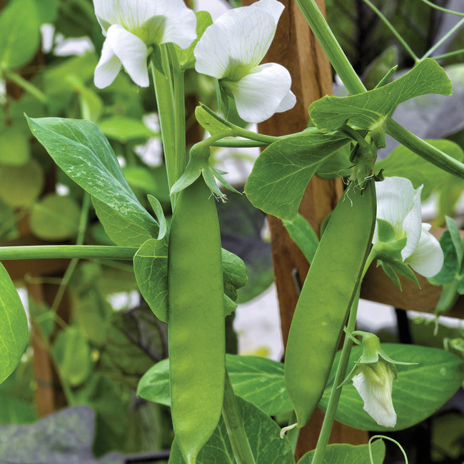 LITTLE SNOWPEA WHITE-PEA