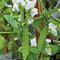 LITTLE SNOWPEA WHITE-PEA