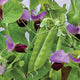 LITTLE SNOWPEA PURPLE-PEA
