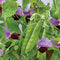 LITTLE SNOWPEA PURPLE-PEA
