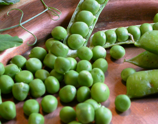 ALASKA EARLY-PEA