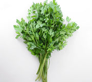 DARK GREEN ITALIAN PLAIN-PARSLEY