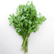 DARK GREEN ITALIAN PLAIN-PARSLEY
