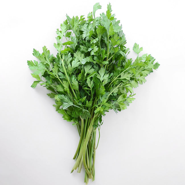 DARK GREEN ITALIAN PLAIN-PARSLEY