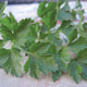 DARK GREEN ITALIAN PLAIN-PARSLEY