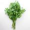 DARK GREEN ITALIAN PLAIN-PARSLEY
