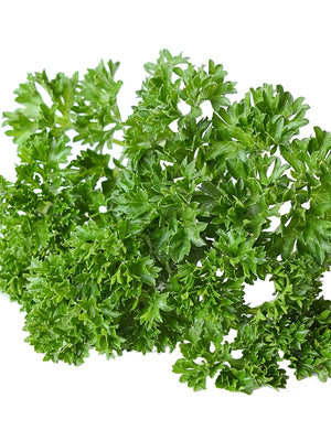 WEGA-PARSLEY