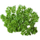 WEGA-PARSLEY