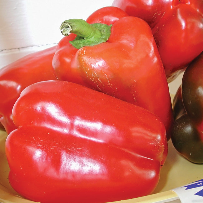 CALIFORNIA WONDER 300-PEPPER