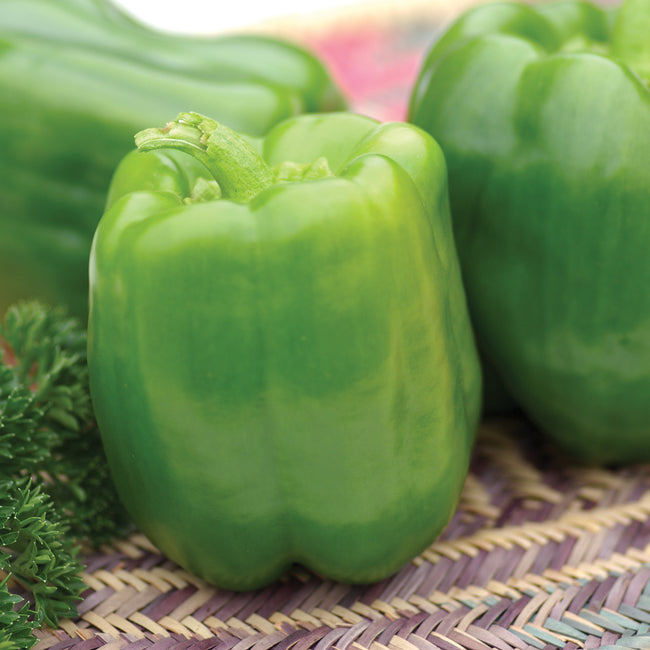 CALIFORNIA WONDER 300-PEPPER