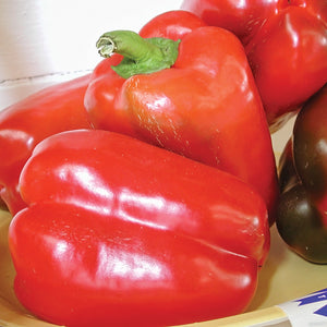 CALIFORNIA WONDER 300-PEPPER