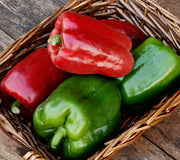 CALIFORNIA WONDER 300-PEPPER