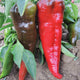 ITALIAN SWEET-PEPPER