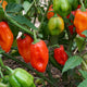 PRIMERO RED-PEPPER