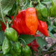 PRIMERO RED-PEPPER