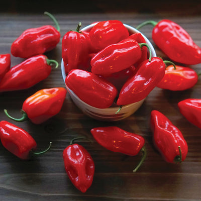 PRIMERO RED-PEPPER