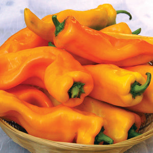 GATHERER'S GOLD SWEET ITALIAN-PEPPER