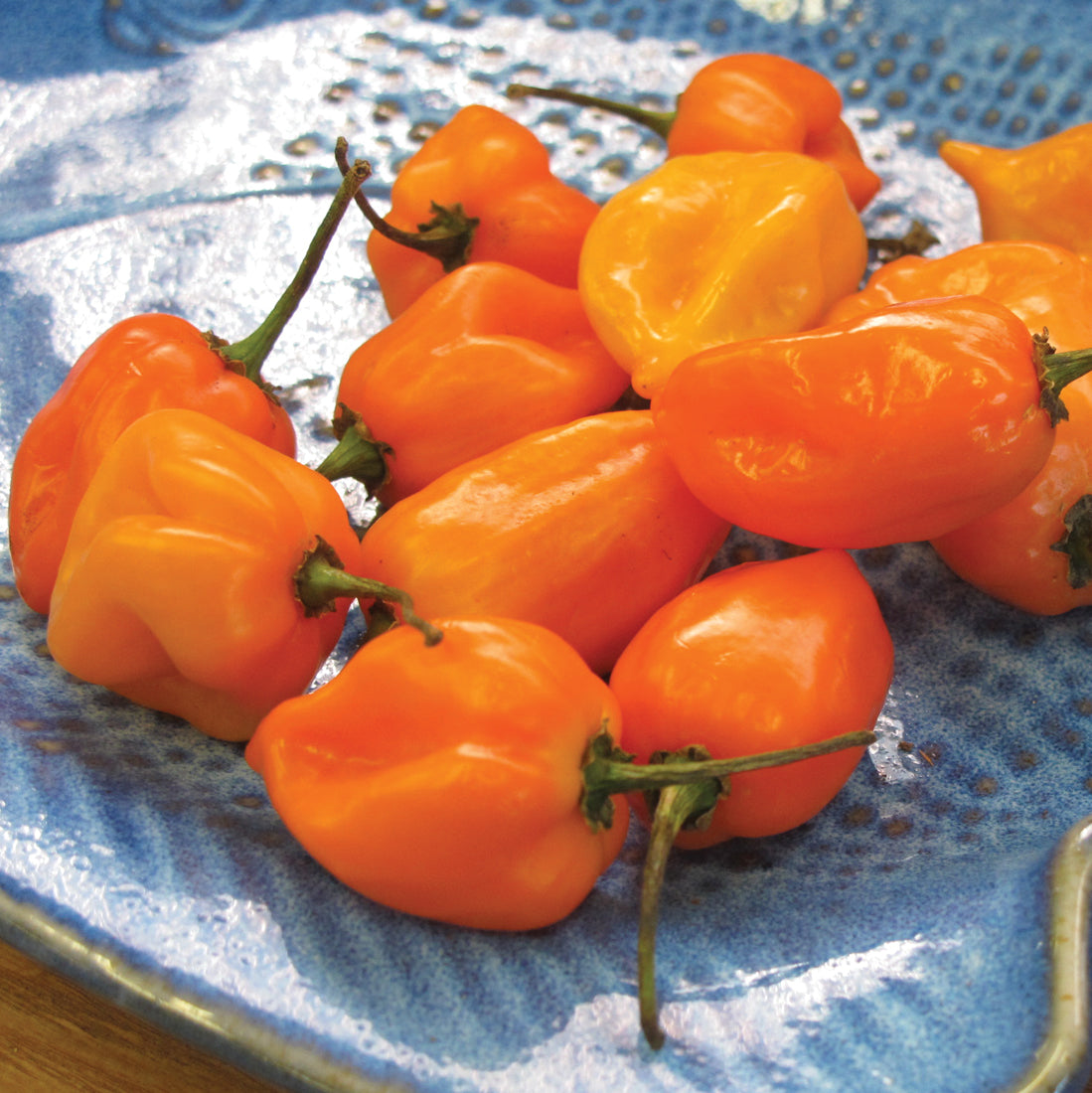 Caribbean Red Habanero Hot Chile Pepper