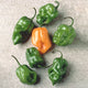 HABANERO-PEPPER