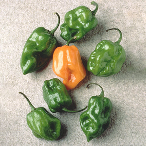 Close-up of habanero peppers showing ripening orange and green thin-walled pods on white background
