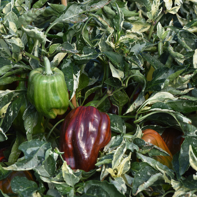 CANDY CANE CHOCOLATE CHERRY-PEPPER