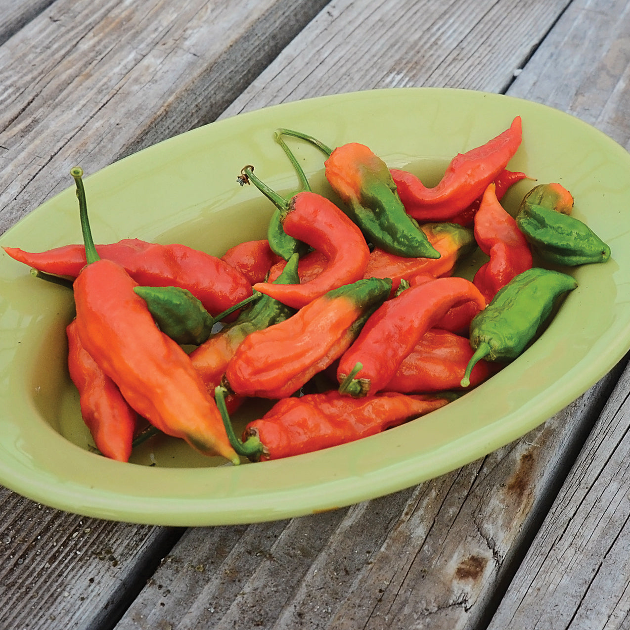 Territorial Seed Company Ghost Pepper - Thumbnail 3