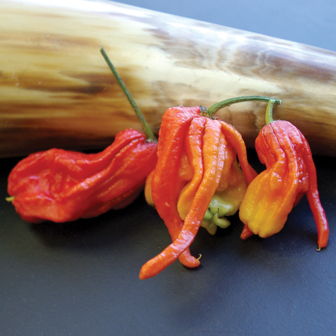 Territorial Seed Company Ghost Pepper