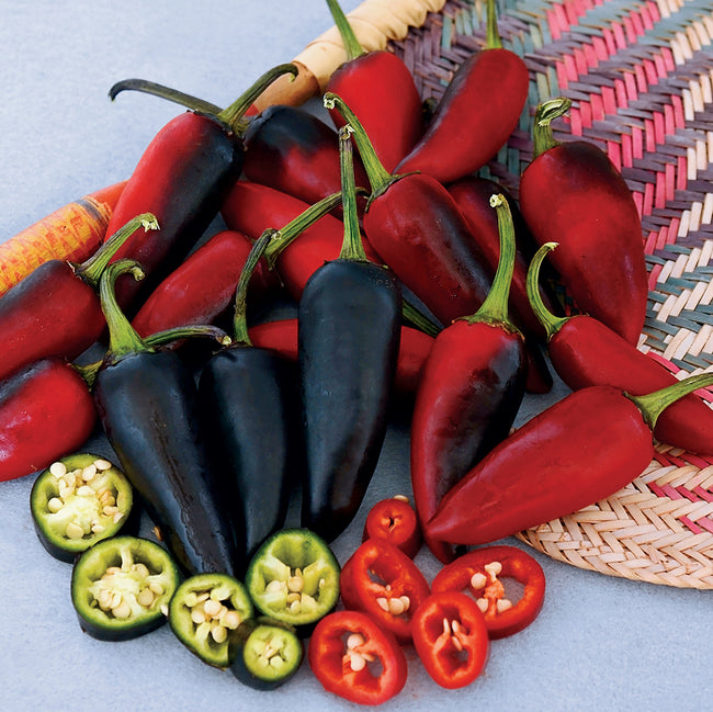 PURPLE JALAPEÑO-PEPPER