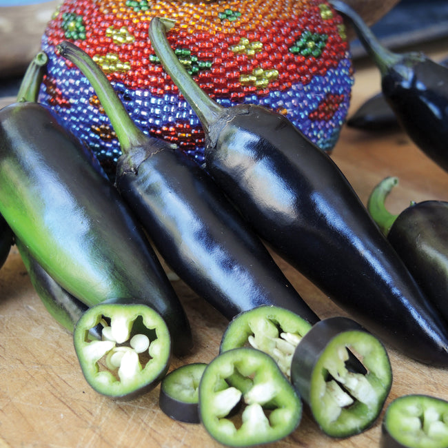 PURPLE JALAPEÑO-PEPPER