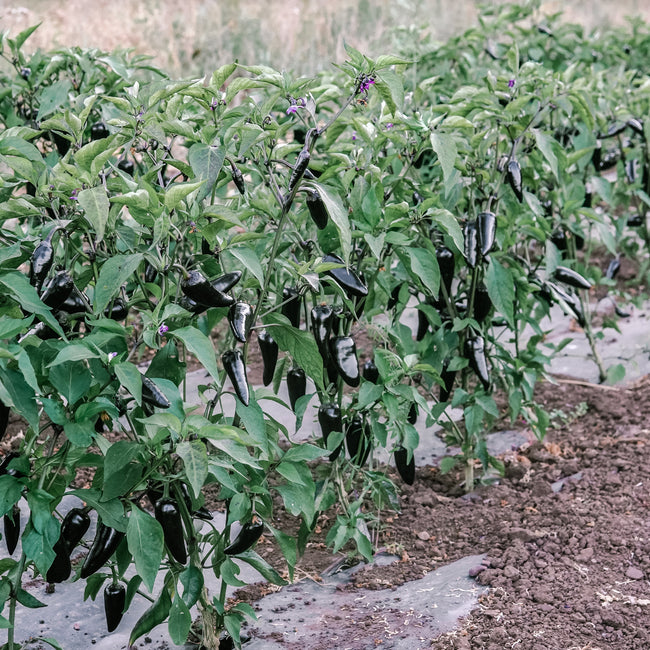 PURPLE JALAPEÑO-PEPPER