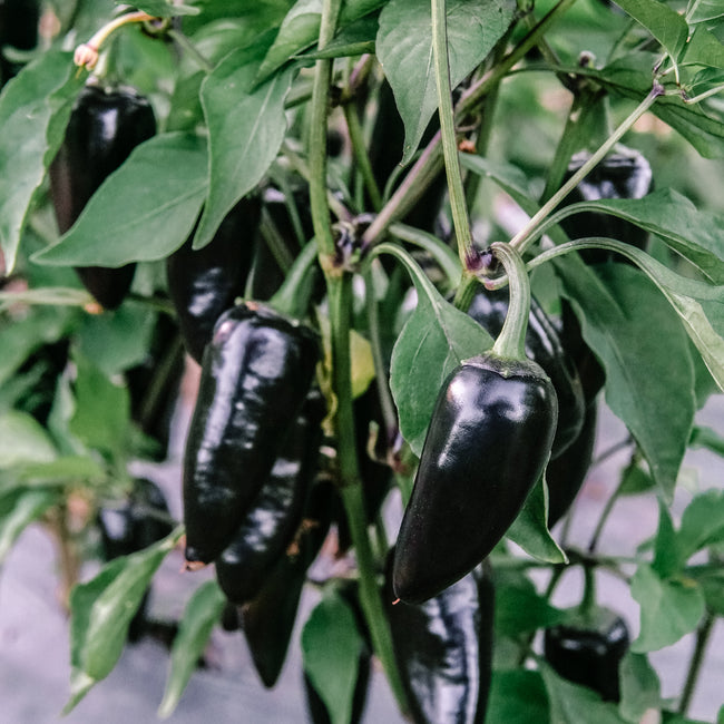 PURPLE JALAPEÑO-PEPPER