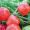 Close-up of Miniature Red Bell Pepper cluster showing glossy, round red 3-lobed fruits on the plant with green leaves