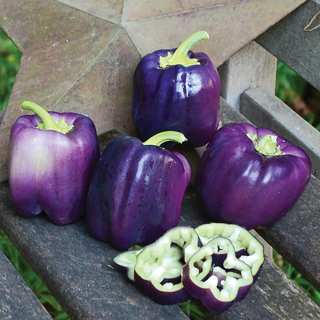 PURPLE STAR-PEPPER