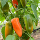 ORANGE SWEETIE-PEPPER