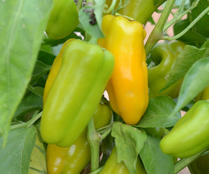 YELLOW SWEETIE-PEPPER